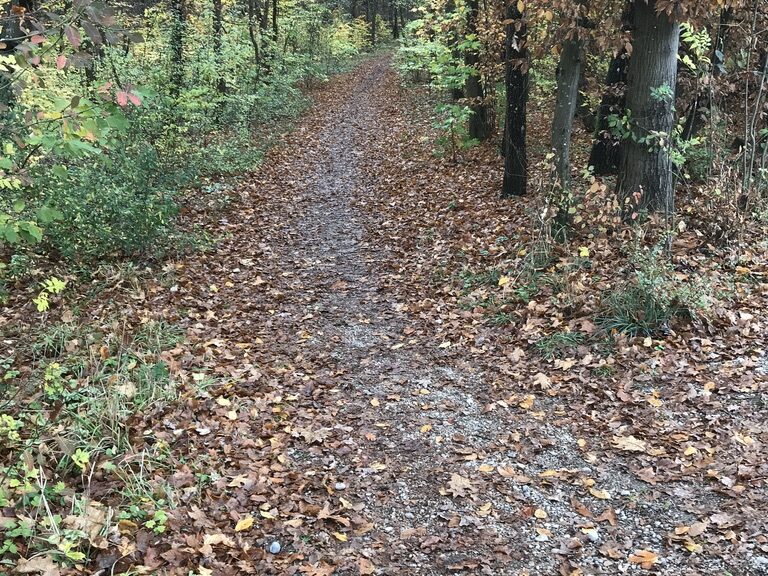 Waldweg im Kreuzlinger Forst