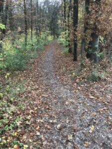 Waldweg im Kreuzlinger Forst