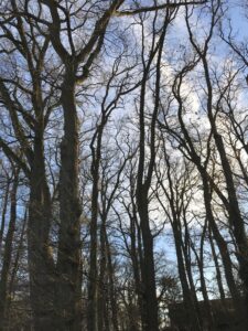Novembertag