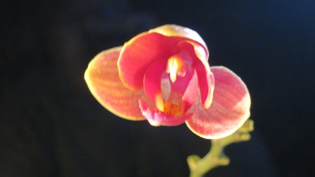 Phalaenopsis - Orchiedee Friedensblume
