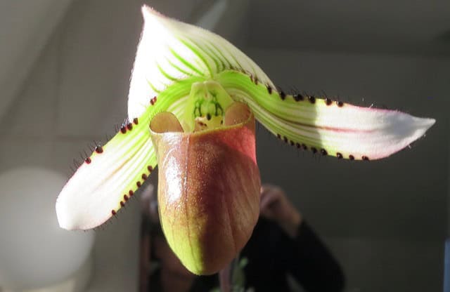 Orchidee Frauenschuh